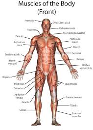 Click on the labels below to find out more about your muscles. Muscle Anatomy From The Front Body Muscle Anatomy Human Body Anatomy Muscle Anatomy