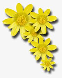 Scaricale gratuitamente in png, svg o pdf. Go To Image Fiori Gialli Png Png Image Transparent Png Free Download On Seekpng