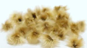 Image result for Ipomoea lapathifolia