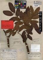 Image result for Pilostyles aethiopica