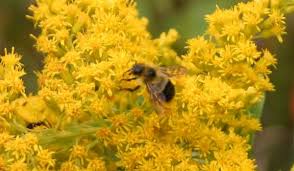 Check spelling or type a new query. Canada Goldenrod Prairie Pollination