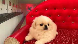 Satilik Beyaz Pekingese Yavru Satilik Yavru Kopekler