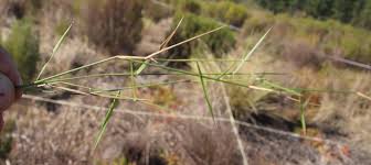 Image result for Pentameris