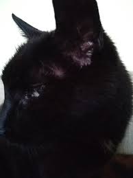 My cat has lost hair above each eye extending to the ear. Why Do Cats Have A Bald Spot Next To Their Ears Quora