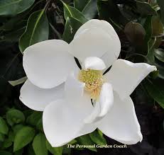 Magnolia Beautiful Flowers Plant Combinations Real Flowers