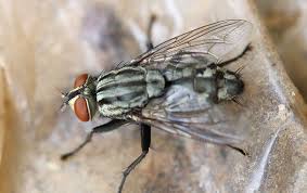 Usually flies as an insect refers to house flies. House Fly Identification Prevention Common Flies In Elizabeth City Nc