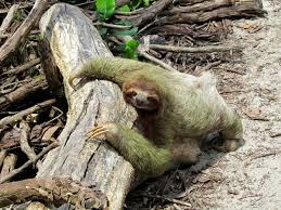 It's a cartoon style animal picture to color proper for children. What Are Sloths Answered Twinkl Teaching Wiki