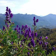 The Most Poisonous Plant Genus Of Europe Aconite Has Been Understood As A Poison From Ancient Times And Is Fre Poisonous Plants Ancient Times Greek Goddess