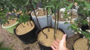 If planting high density, plant as close as 18 inches apart for 2, 3 or 4 trees in one hole and 2 or 3 feet apart for hedgerow. High Density Backyard Fruit Growing In Ground In Containers Youtube
