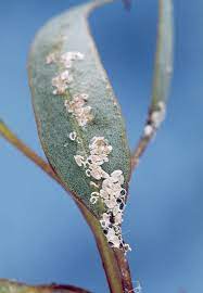 Eucalyptus leaf is likely safe when consumed in the small amounts found in foods. Native Plant Pests Agriculture And Food