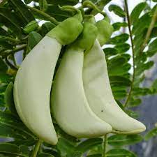 Memiliki potensi mikrobial yang tinggi karena mengandung senyawa metabolit sekunder seperti. Jual Biji Kembang Turi Putih Di Lapak Rare Store Bukalapak