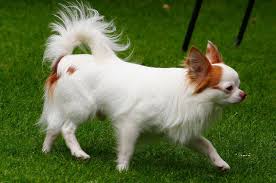 Chihuahua Kopek Uzun Tuylu Evcil Hayvan Market