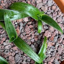 Image result for Ornithogalum