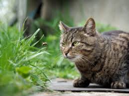 If you get stung by a bee, wasp, yellow jacket, hornet, or fire ant, would you know if you had an allergic reaction? The Best Ways To Treat A Cat Bee Sting Fetch Pet Care