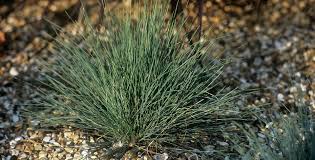 Image result for Festuca