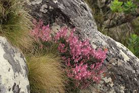 Image result for Plectranthus chimanimanensis