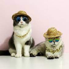 Fashion Dog Glasses Eyewear Sunglasses For Cats Small Large Dogs Funny Photos Props New Year Party Dress Up Pet Cat Accessories Petgazue For Pets Funny Dog Photos Funny Photo Props