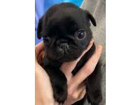 Black pug puppies for sale. Black Pug Dogs Puppies For Sale Gumtree