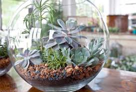 Aquí encontrarás 5 razones por las que no los recomiendo ¡descúbrelas! Un Terrario Con Botes De Vidrio Paso A Paso
