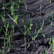 Image result for Commelina subulata