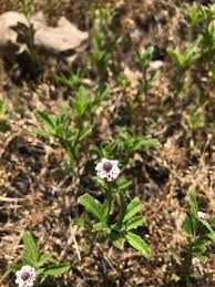 Image result for Phyla nodiflora