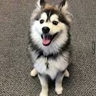 Adults for Adoption | Arctic Pomskies | United States