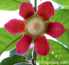 Image result for Uvaria