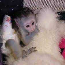 The capuchin monkey does have a diverse coat color among every species. Pin On Monke