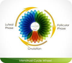 The Menstrual Cycle Advanced Ck 12 Foundation