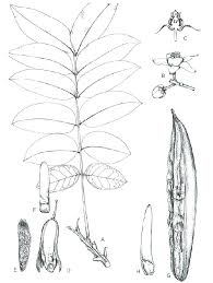 Image result for Entandrophragma delevoyi