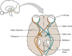 Cranial Nerve Anatomy Cranial Nerves Iowa Head And Neck Protocols
