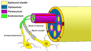 There is increased t2/stir signal in the nerve, however, the muscle classification of nerve injury. Peripheral Nerve Injury Repair Hand Orthobullets