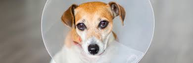 Due to the recent coronavirus outbreak, and to follow social distancing guidelines, we here at h.o.p.e. Spay Neuter Clinics City Of Grand Prairie