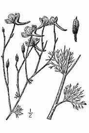 Consolida Ambigua Larkspur Doubtful Knight S Spur Rocket Larkspur Pfaf Plant Database