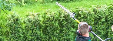 It's straight forward the complexity and logistics that will determine what you will ultimately pay in the end. Factors That Influence The Cost Of Tree Pruning Dreamworks