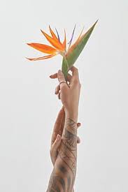 A Female Hand Holds A Orange Flower Strelitzia By Yaroslav Danylchenko For Stocksy United Hands Holding Flowers Hand Photography Minimalist Photography