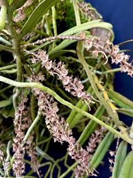 Image result for Rhipidoglossum kamerunense