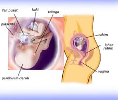 Bayi selama minimal 6 bulan pertama kehidupan. Perkembangan Janin Usia 18 Minggu Bidanku Com