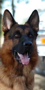 Top Smartest German Shepherds Dogs In The World In 2020 Dogs German Shepherd Dogs German Shepherd