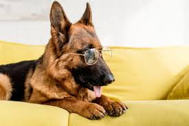 Maybe you would like to learn more about one of these? Mental Exercises For German Shepherd German Shepherd Dog Hq