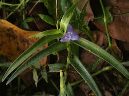 Image result for Cyanotis axillaris