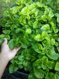 Bayam ialah tumbuhan dalam kelas sayuran. Baja Oh Baja Sudut Info Tanaman Bayam Brazil Bayam Facebook