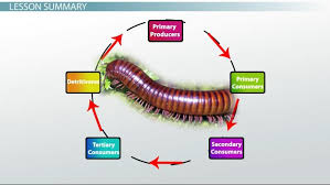 Next in this chain is another organism, which is the consumer that eats this food, taking up that energy. What Is A Terrestrial Food Chain Study Com