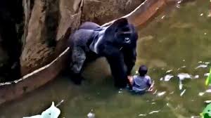 La suite de l'histoire est juste incroyable ! Binti Jua Cette Femelle Gorille A Sauve Un Enfant Tombe Dans L Enceinte De Son Zoo Mysteriesrunsolved