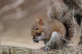 Check spelling or type a new query. Nature Journaling 307 The Funny Lives Of Squirrels Great Parks Of Hamilton County Blog