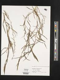 Image result for Potamogeton octandrus