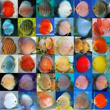 37 Described Discus Species Chart