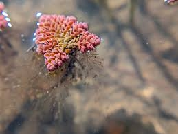 Image result for Azolla pinnata