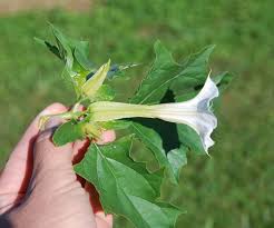 Image result for Datura stramonium