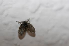 urban ipm: those aren't tiny moths, you